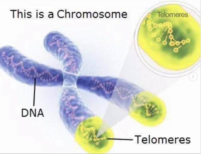 'Yaşlanma saatini' tersine çevirmek mümkün mü?